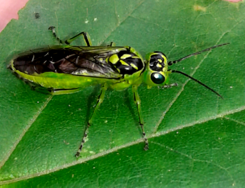 Tenthredinidae : Rhogogaster da ID